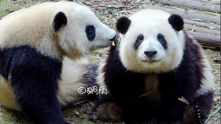Hua Hua heard Grandpa Tan talking outside, so she sat up and looked toward the crowd—what a well-beh