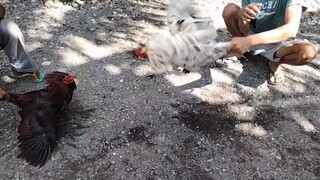 white kelso vs red kelso