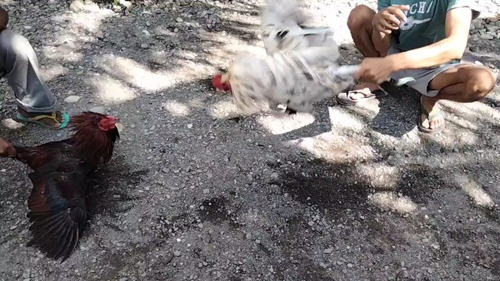 whit claret vs red kelso