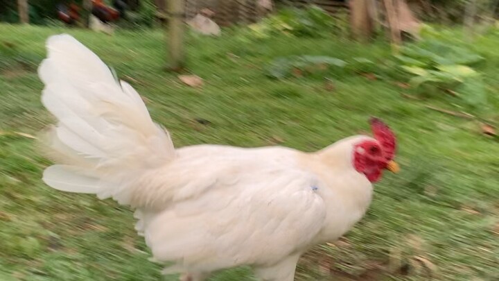 White hatch hennie 🐓