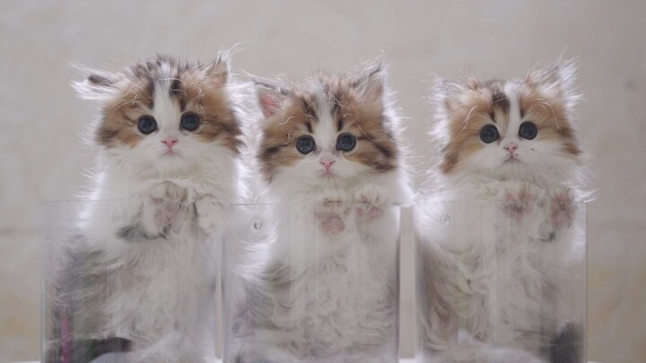 Washing three kittens at once—let’s see which one is the sweetest!