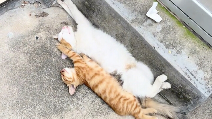 Learn a new skill from Mom Cat every day!