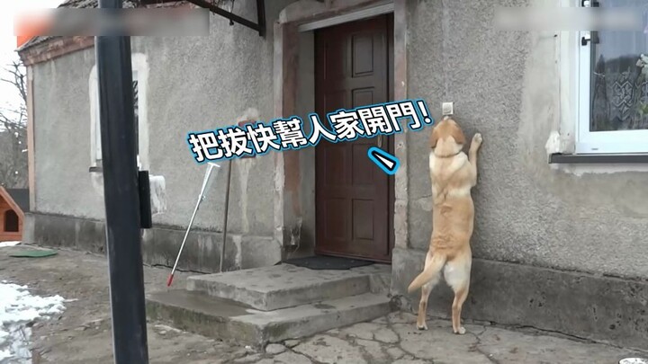 So clever! Missing the curfew, this dog rang the doorbell to wake up its owner.