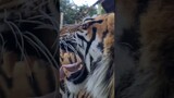 Tiger teeth!
