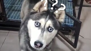 《动物迷惑行为大赏❻➋》