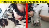 Hilarious Cats Who Don’t Understand The Meaning Of Personal Space