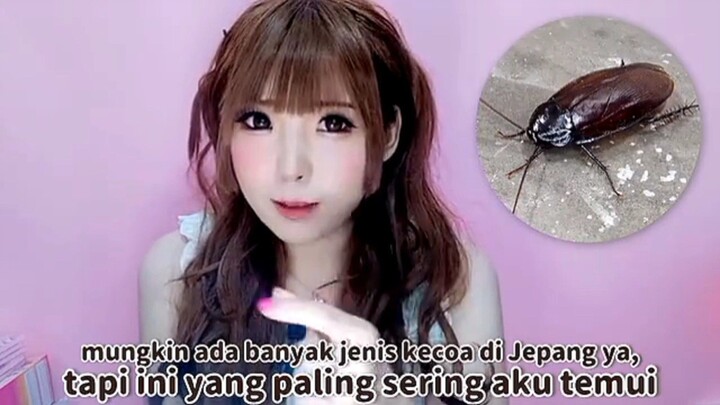 PART 2. BEDANYA KECOAK INDONESIA ๐ฎ๐ฉ DAN KECOAK JEPANG ๐ฏ๐ต