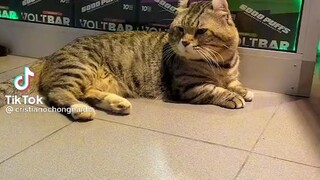 Kuching doremon