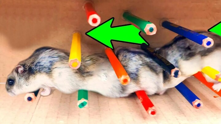 DIY Hamster Maze เมื่อหนูแฮมสเตอร์ต้องฝ่าด่านเขาวงกต