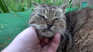 Very old cat on the bench