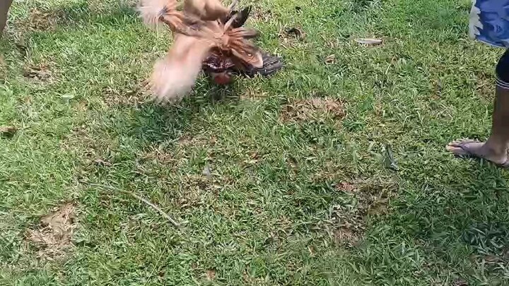 sabong Muna Bago pasok