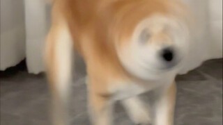 The first step in walking a dog is to hold onto it.