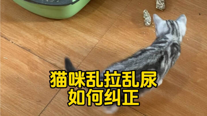 How to Correct a Cat’s Random Elimination and Spraying?