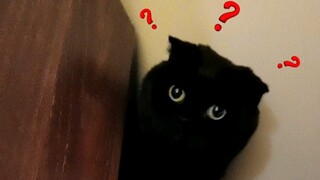 Begitu menyenangkan mencari kucing! Setiap hari ada kejutan! Setiap hari bahagia sekali!