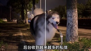 The fate of the second child of the Alaskan dog