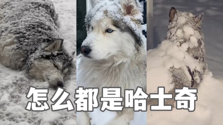 Holy moly! They seriously just love the snow, don’t they?