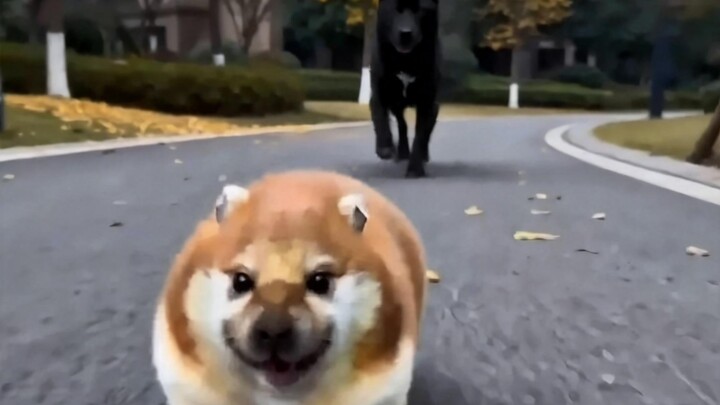 My Sword and Shield Encounter a Big Black Dog!!!