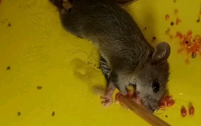 Hungry and desperate—those little rats making rat poison