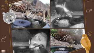 Made a simple fountain to attract animals