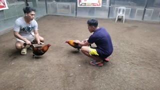 Mactoy