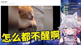 日本天然小姐姐看《“睡死的猫咪”》