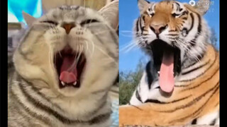 猫和老虎相似行为大盘点