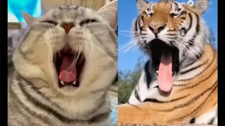 حصر شامل للسلوكيات المتشابهة بين القطط والنمور