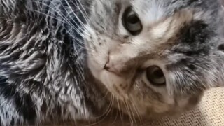 Tôi chỉ cần một cái lon thôi, suýt nữa bị cạo trọc đầu luôn rồi.