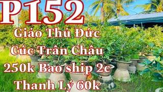 Mai vàng chơi tết p152 | 0909502080 Chi Út | mai giảo thủ đức _ cúc trân châu 250k -60 k thanh lý