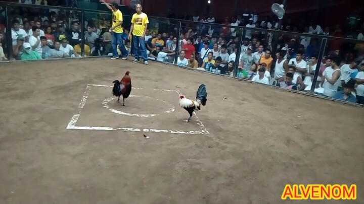 2nd Fight (Regular Grey) Bago City Negros Occidental