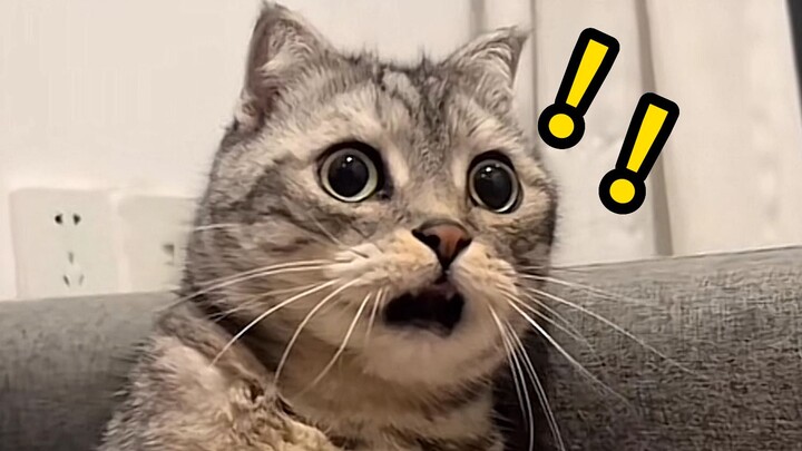 《震惊猫猫一整年》