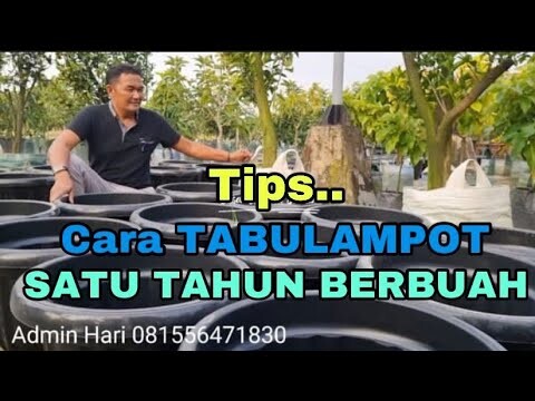 Tips, Cara TABULAMPOT SATU TAHUN BERBUAH