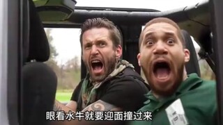 一群人陷入牛群当中，要怎么逃命！