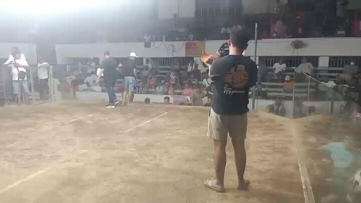 KAMAYO: 5 y/o Broodcock @New Gentri Sports Coliseum