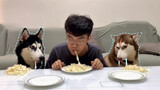 [Động vật] "Ba chú chó Husky" cùng thi ăn mì, bối rối quá…