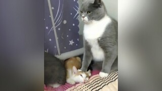 هذا... هذه القطة جريئة بعض الشيء