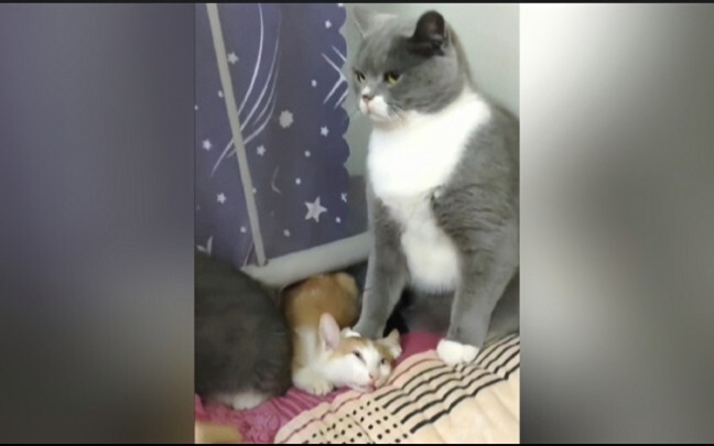 这……这只猫有点霸气