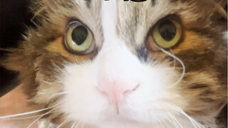 أكثر القطط غرابة في العالم، وثلاثة منها في منزلي! أعصابي تعبت 5555