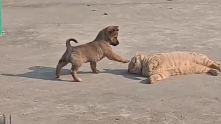 Puppy: Uncle Cat, wake up and let’s play!