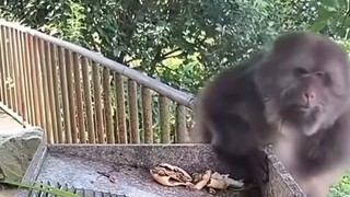 When animals learn to use the faucet!