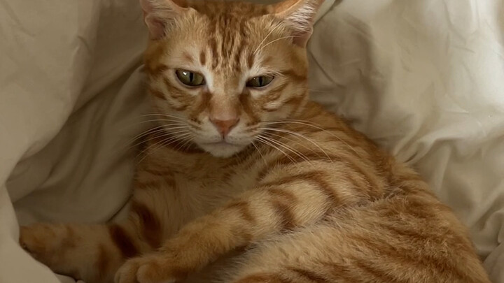 Xem tôi cực lực dỗ mèo nhà tôi ngủ