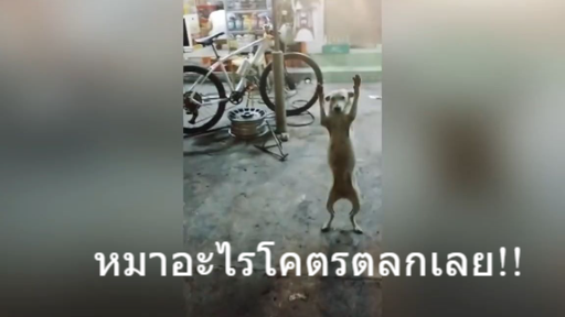 หมาอะไรโคตรตลกเลย!!
