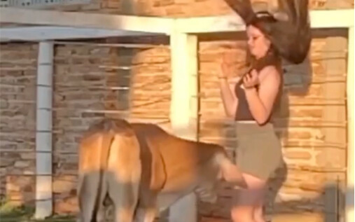 Sapi: Bukankah hanya mengibaskan rambut saja, siapa yang tidak bisa?