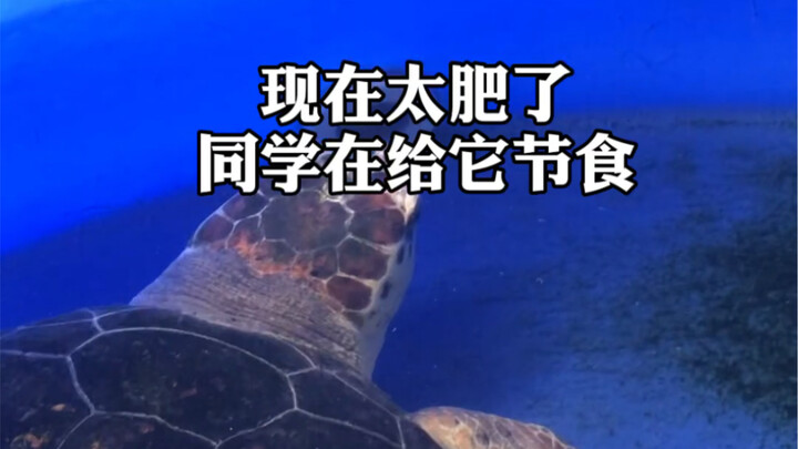 Làm thế nào để cứu rùa biển? Đến Đại học Sư phạm Hải Nam thực địa tìm hiểu!