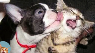Cats And Dogs Awesome Friendship - วิดีโอสัตว์เลี้ยงตลก เหมียว