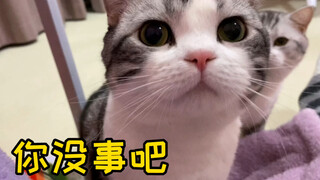 When I challenged myself not to touch the cat when I got home, my cat... was totally confused!