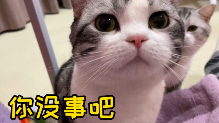 Khi tôi thử thách về nhà mà không chạm vào mèo, con mèo nhà tôi... ngơ ngác luôn!