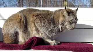 Max Canada Lynx คริสต์มาสมาเร็ว