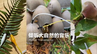 将植物中的生物电流的变化转变成音乐，听听看会是什么样的音乐吧！