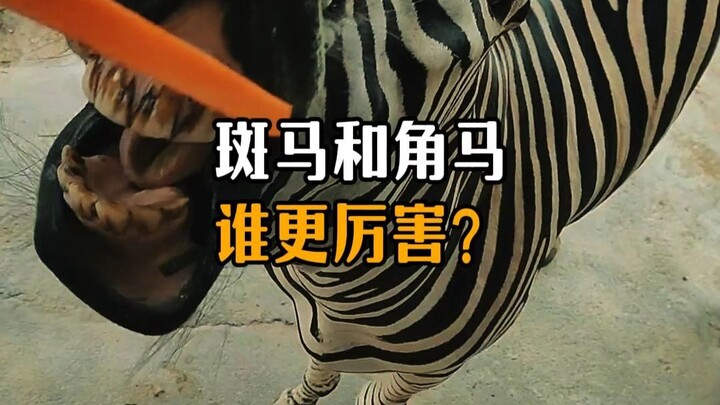 Which is stronger, a zebra or a wildebeest?